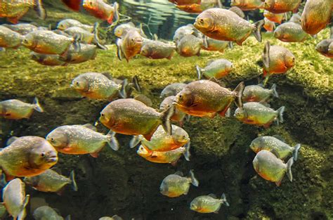 piranha national geographic.